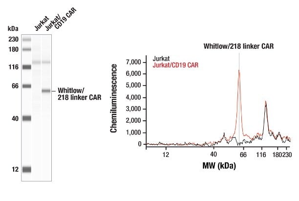 使用 Whitlow/218 Linker (E3U7Q) Rabbit mAb #57710 对 Jurkat 细胞进行 Simple Western 分析，该细胞经工程化以表达含 Whitlow/218 接头蛋白的基于 scFv 的抗 CD19 CAR (Jurkat/CD19 CAR)