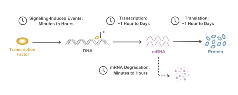 信号转导、转录、翻译和 mRNA 降解时间尺度