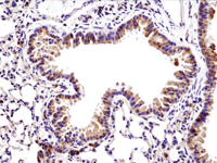 使用重组单克隆抗体 Bax (D3R2M) Rabbit mAb #14796 对石蜡包埋的小鼠肺脏组织进行免疫组织化学分析。