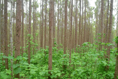 Reforest the Tropics 的单一种植
