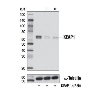 使用 KEAP1 抗体进行蛋白质印迹分析