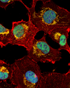 70512_ZEB1 Cytochrome c Antibody 缩略图