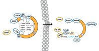 RNA Lifecycle Pathway Diagram_RNA binding Proteins_thumbnail_7