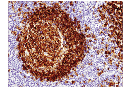 90176_使用 CD19 对 B 细胞进行 IHC 分析