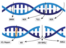DNA 损伤通路缩略图_博客 2