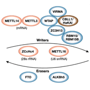 M6A RNA 调控通路图缩略图_博客