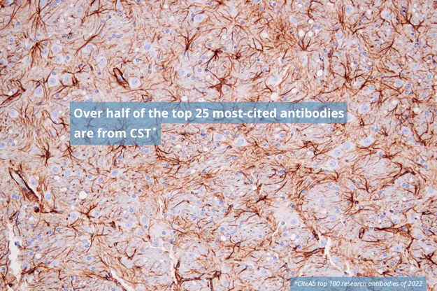 CiteAb 排名前 25 的抗体中超过一半是 CST 抗体