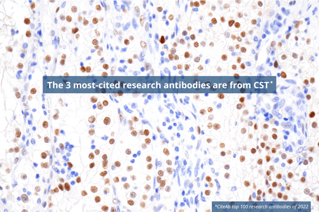 引用次数最多的 3 种研究抗体是 CST 抗体