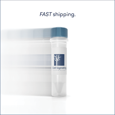 保护您的药物开发渠道：不要让抗体供应破坏您的研究进度