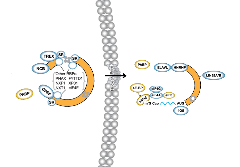 Mapping RNA-Protein Interactions with RBP-eCLIP: Powering Discovery in RNA Biology