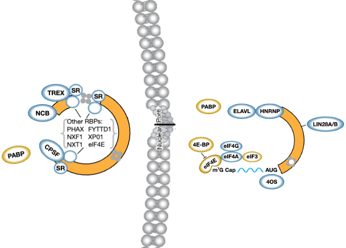 利用 RBP-eCLIP 绘制 RNA-蛋白质相互作用图：推动 RNA 生物学研究突破