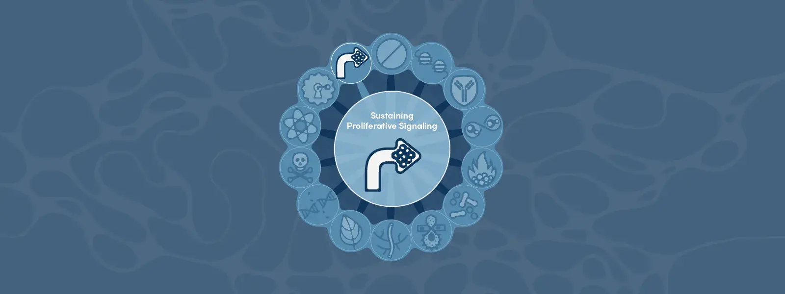 癌症标志：持续的增殖信号